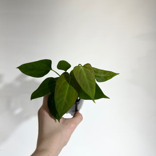 Anthurium Wu papillilaminum x indo portillae [#1796]