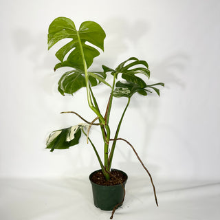 Monstera deliciosa var. borsigiana albo-variegata [#1489]