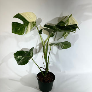 Monstera deliciosa var. borsigiana albo-variegata [#1853]