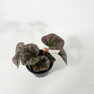 Begonia sykakiengii [#2053]