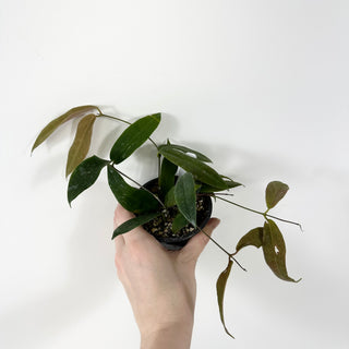 Hoya oreostemma (pink-white) NS 12-318 [#1707]