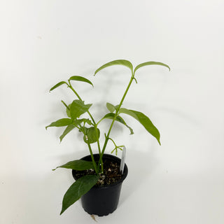 Hoya solokensis [#2196]