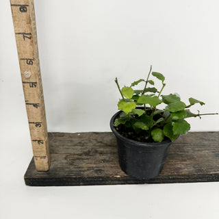 Hoya endauensis [#1817]