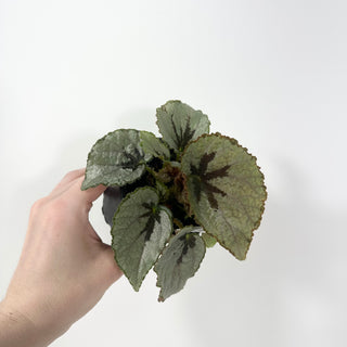 Begonia lanternaria [#2058]