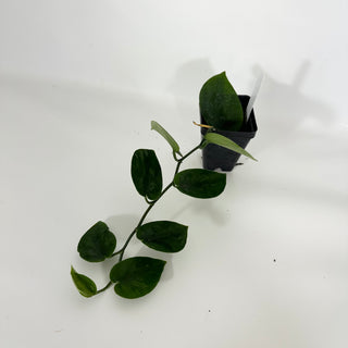 Z-4613 - Scindapsus pictus 'Black Mamba'