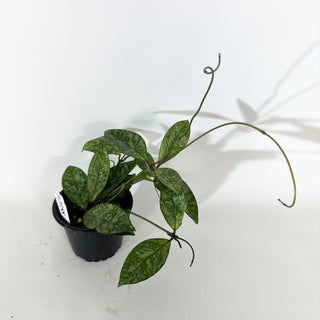 Hoya crassipetiolata (Splash) [#2058]