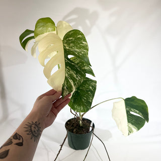 Monstera deliciosa var. borsigiana albo-variegata [#1805]