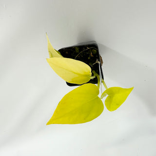 Z-4538 - Epipremnum aureum 'Champs-Élysées'
