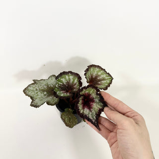 Begonia 'Steve Rosenbaum' [#2089]