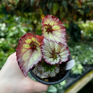 Begonia 'Steve's Leaves Helixopotamus'