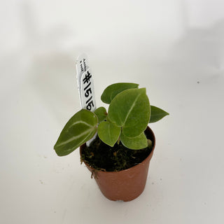 Anthurium 'Brielle'/'Michelle' x self - 2 Seedlings [#1515]