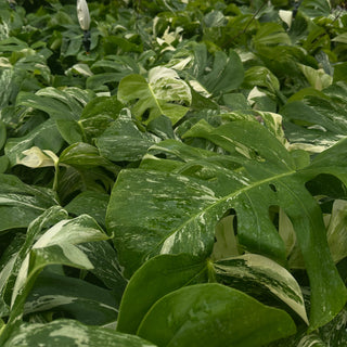 Close-up of a variegated leaf plant with green and white leaves.