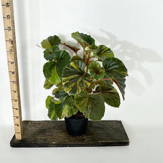 Begonia cucullata (variegated) [#2268]