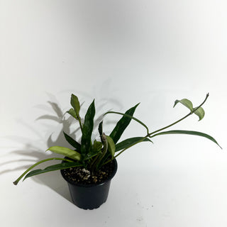 Hoya griffithii (Splash) [#2007]