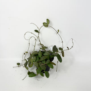 Hoya sp. GPS-7240 [#2386]