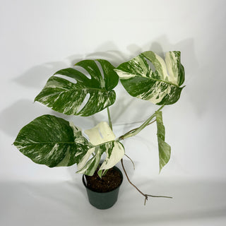 Z-4671 - Monstera deliciosa var. borsigiana albo-variegata