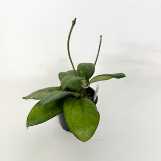 Hoya 'Priktai’ [#2353]