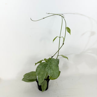 Hoya coriacea (silver) [#2363]