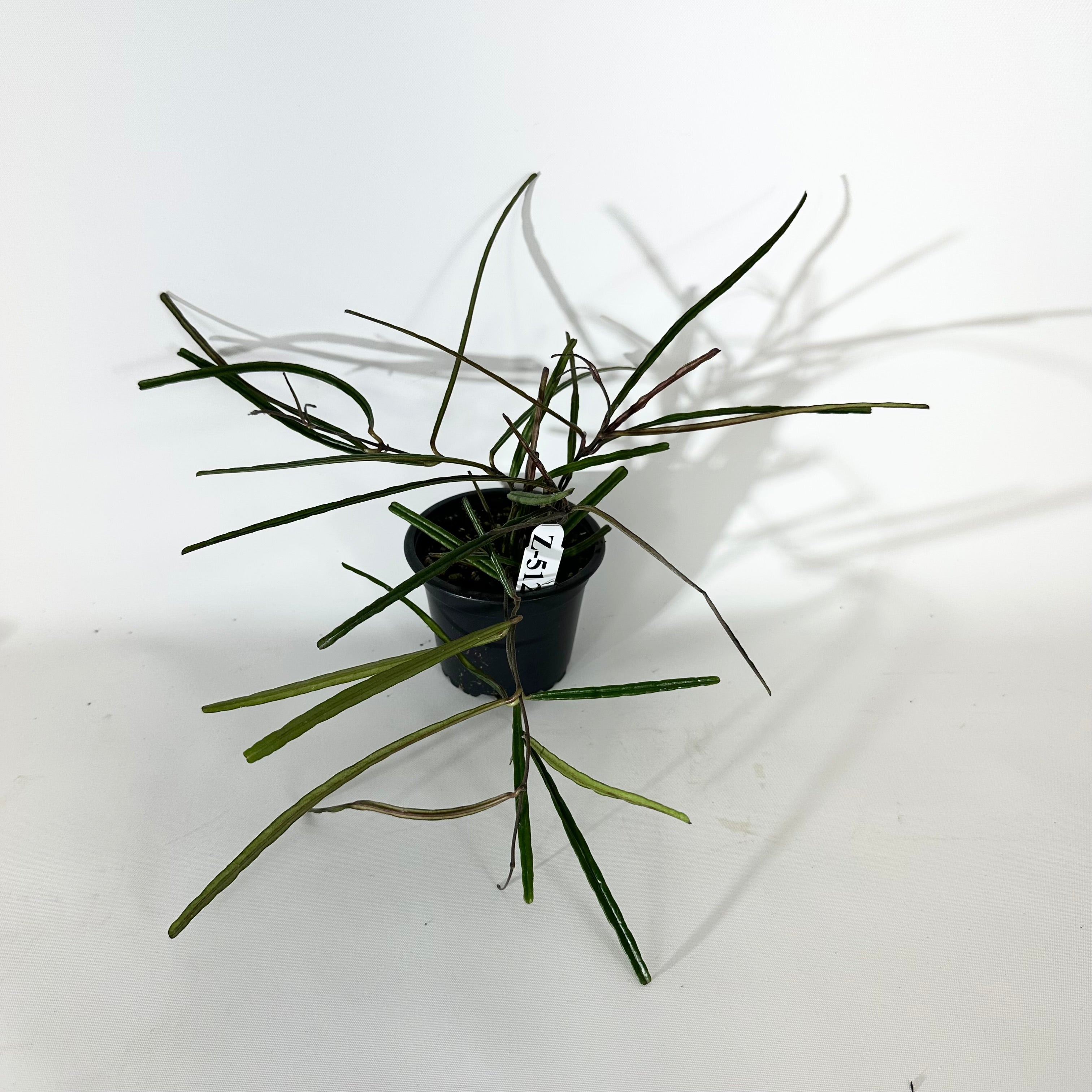 Z-5126 - Hoya insularis – Steve's Leaves