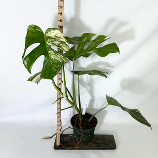 Monstera deliciosa var. borsigiana albo-variegata [#1523]