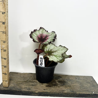 Begonia 'Steve Rosenbaum' [#2146]