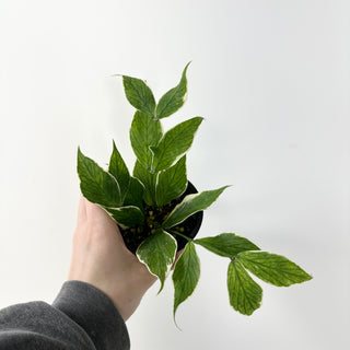 Hoya polyneura (outer variegated) [#1609]