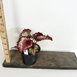 Begonia 'Harmony's Red Star' [#2156]