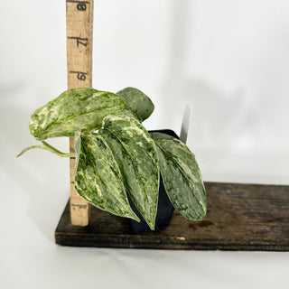 Scindapsus pictus 'Peasun' [#1599]