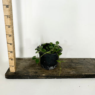 Hoya wenshanensis [#2362]