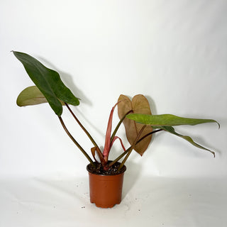 Philodendron 'Jose Buono' (Texas Form) x erubescens 'Red Emerald' (Non-TC) [#1704]