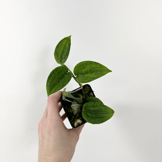 Z-5363 - Scindapsus pictus 'Green Army'