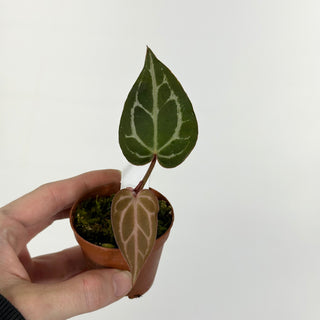 Anthurium SKG red crystallinum x self - Seedling [#1474]