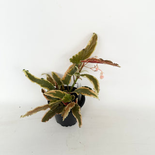 Begonia 'Dainty Spray' (Sport) [#2046]