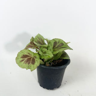 Begonia dongoranensis [#2130]