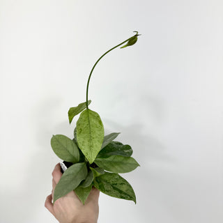 Hoya coriacea (silver) [#2123]