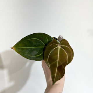 Anthurium carlablackiae x 'Arnold Schwarzenegger' - Seedling [#1990]