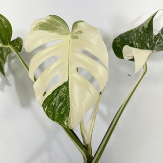 Monstera deliciosa var. borsigiana albo-variegata [#1314]