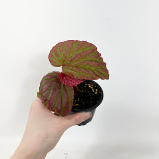 Begonia "Crazy Pink" [#2419]