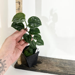 Z-5015 - Scindapsus pictus 'Black Mamba'