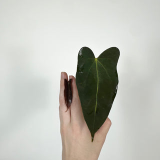Anthurium indo portillae x papillilaminum SL #1 [#2081]