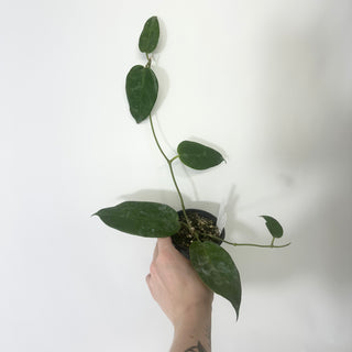 Z-4818 - Hoya macgillivrayi
