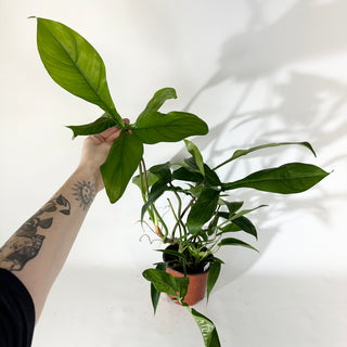 Philodendron sp. 69686 (Non-TC) [#2039]