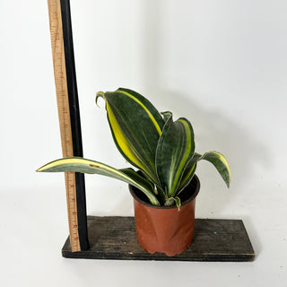 Z-5236 - Sansevieria masoniana "Golden"