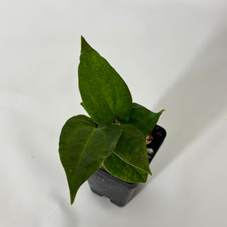 Anthurium Wu papillilaminum x 'Arnold Schwarzenegger' [#1719]