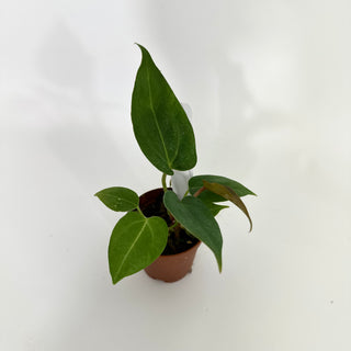 Anthurium 'Not The Mama' x self - 2 Seedlings [#1177]