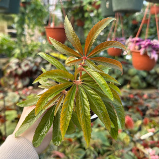 Begonia luxurians