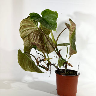 Philodendron 'Majestic' (Non-TC) [#1963]