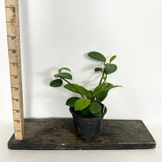 Hoya liangii [#2315]