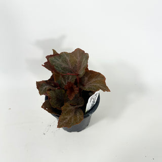 Begonia 'Robin' [#2050]