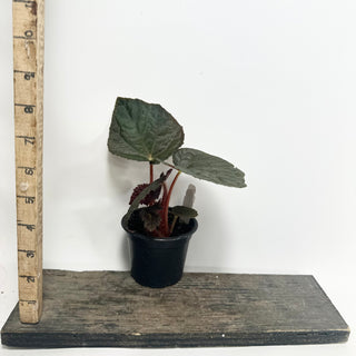 Begonia 'Steve's Leaves Black Hole Sun' [#1926]